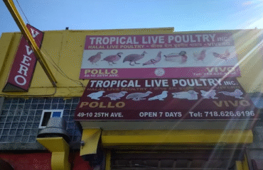 Tropical-Live-Poultry