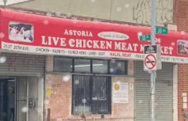 Astoria-Live-Chicken